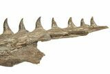 Fossil Mosasaur (Platecarpus) Upper Jaw w/ Teeth - Kansas #207901-6